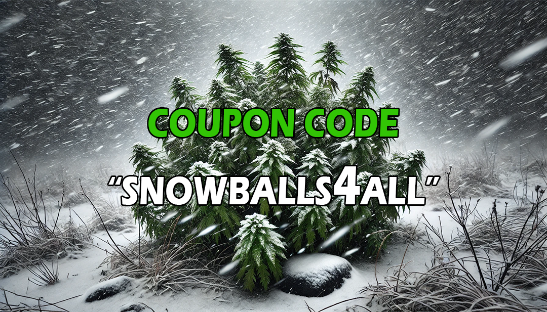 discount snowballs and thca-coated pre-rolls