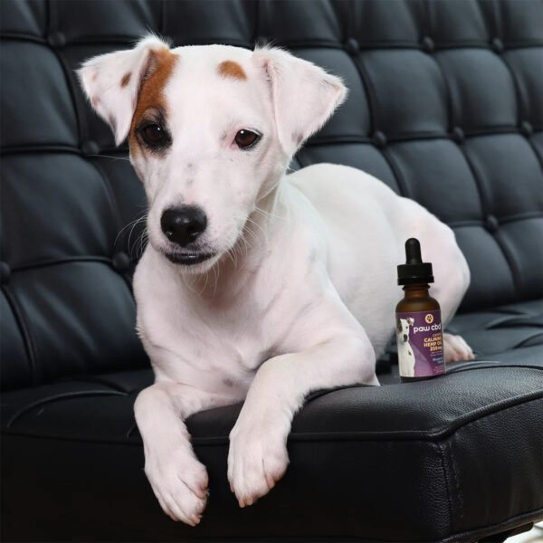 Paw CBD Calming Dog Tincture Blueberry w Melatonin - 250MG