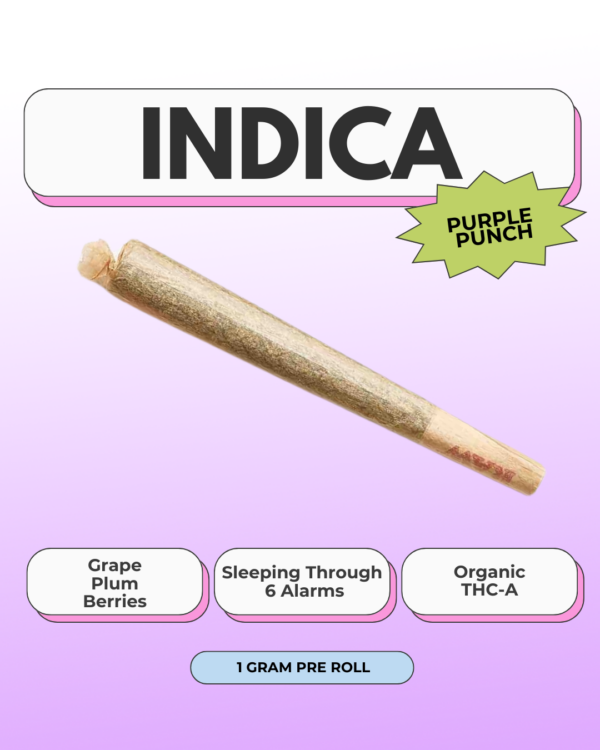 Go Easy THC-A ~ Purple Punch - Image 2